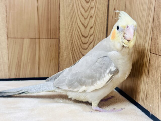 オカメインコ