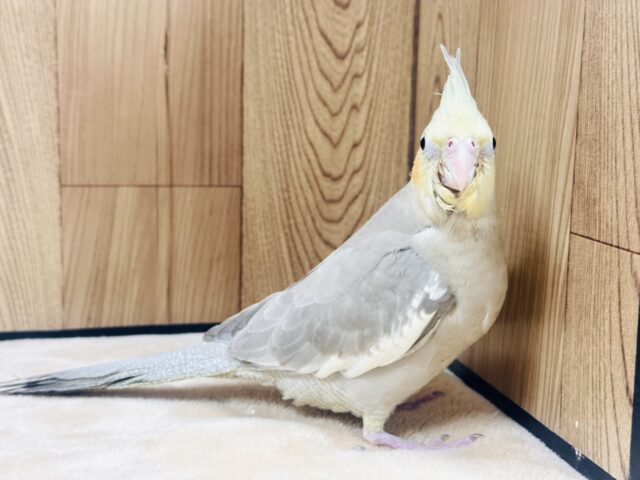 オカメインコ