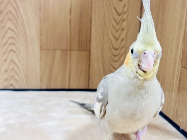 オカメインコ