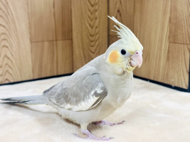 オカメインコ