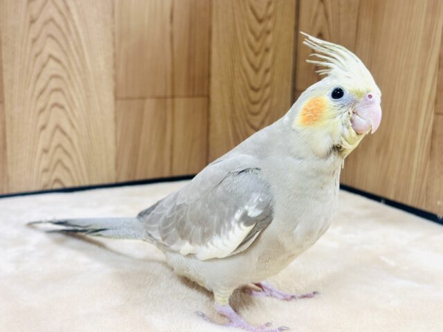 オカメインコ