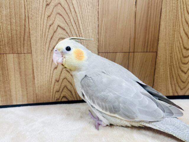 オカメインコ
