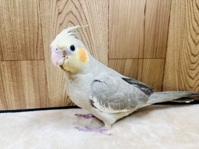 オカメインコ