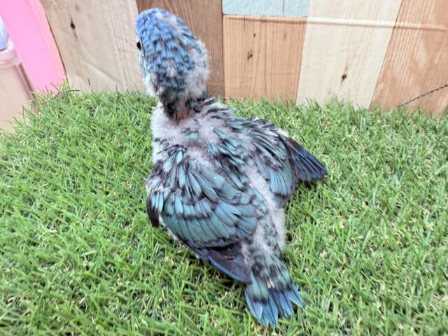 サザナミインコ