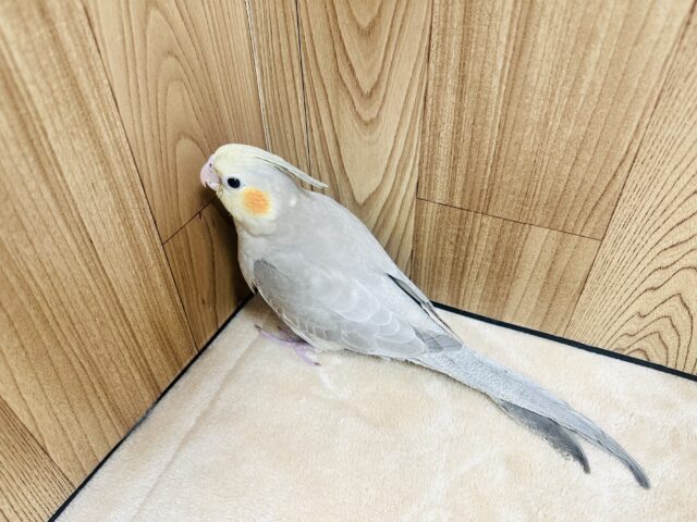 オカメインコ