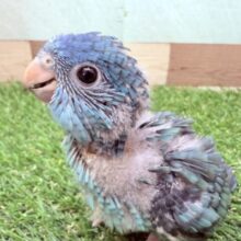 最新画像あります🩵猪突猛進‼️ワタワタ身につけて元気いっぱいすぎる〜サザナミインココバルトカラー💙