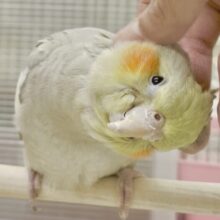 動画あり🌟最新画像あり🌟 カキカキ大好きクリーミーさん～👑 オカメインコ(シナモン)