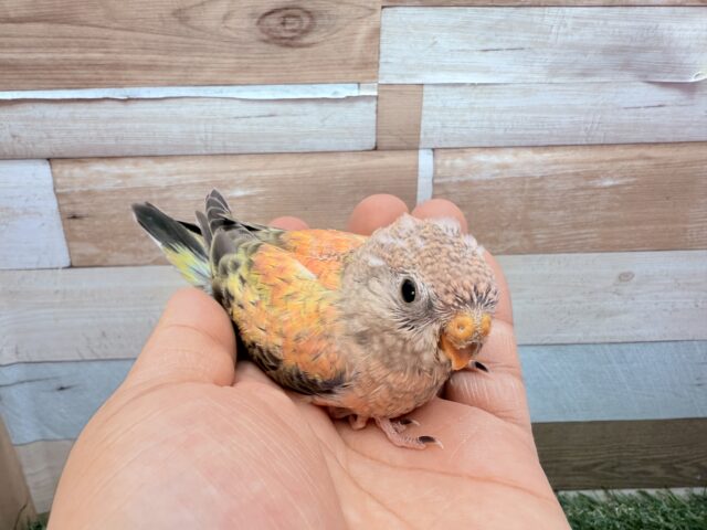 アキクサインコ（秋草インコ）
