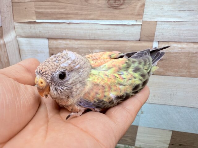 アキクサインコ（秋草インコ）