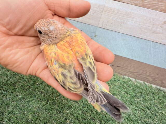 アキクサインコ（秋草インコ）