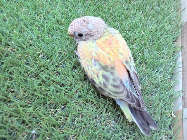 アキクサインコ（秋草インコ）