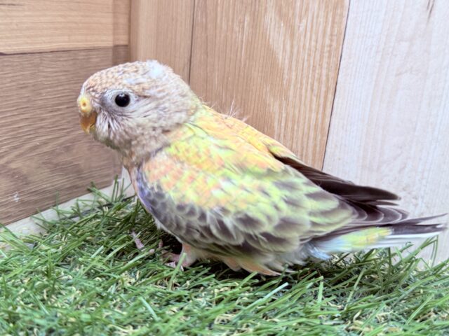 最新画像あります🌟春色満開🌸色鮮やかなローズさん🌹アキクサインコのローズ❣️