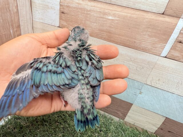 サザナミインコ
