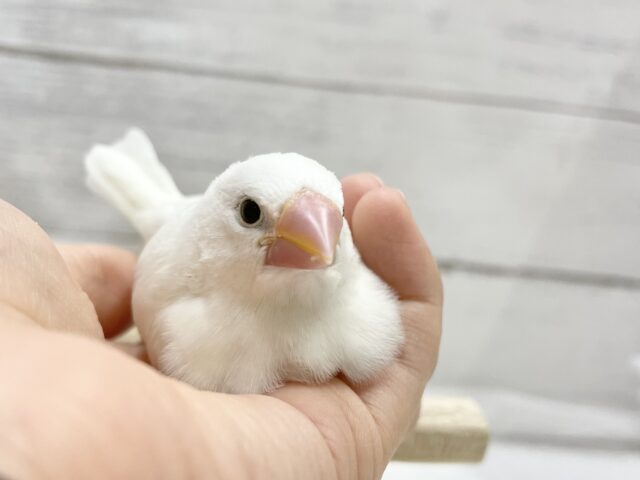 白文鳥