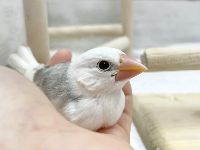 白文鳥