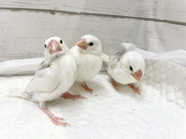 白文鳥
