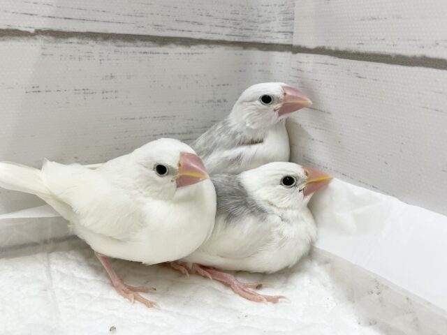 白文鳥