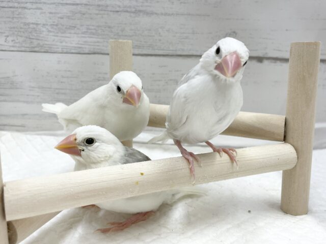 白文鳥