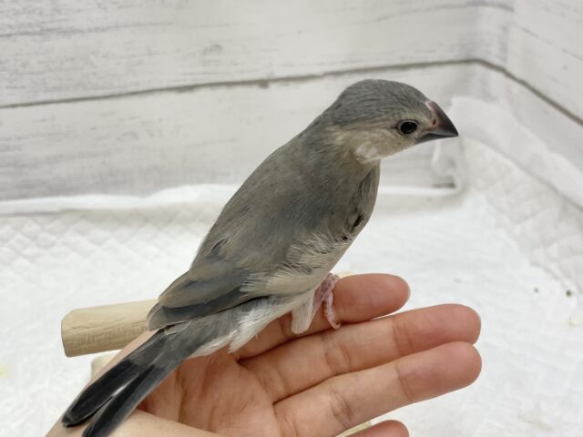 桜文鳥