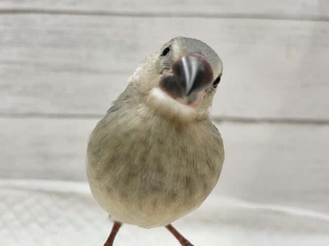 桜文鳥