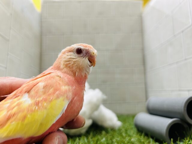 アキクサインコ（秋草インコ）