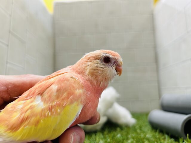 アキクサインコ（秋草インコ）