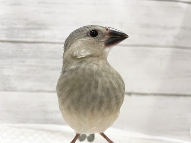 桜文鳥