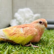 美しい見た目にみんなメロメロ⁉💗　アキクサインコ（ルビノー）