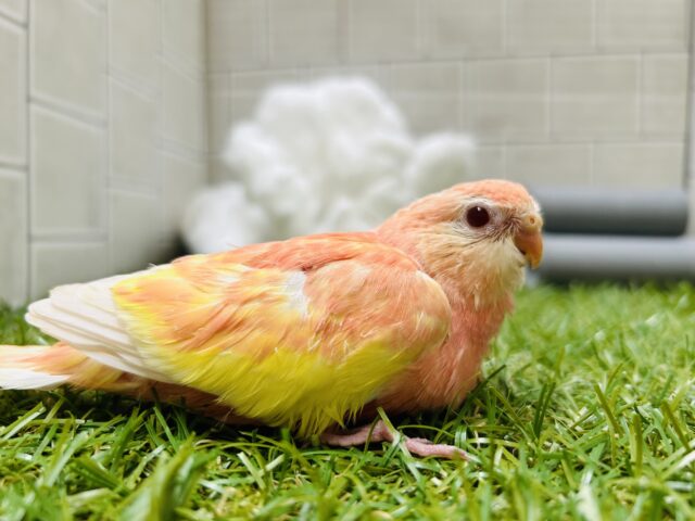 美しい見た目にみんなメロメロ⁉💗　アキクサインコ（ルビノー）