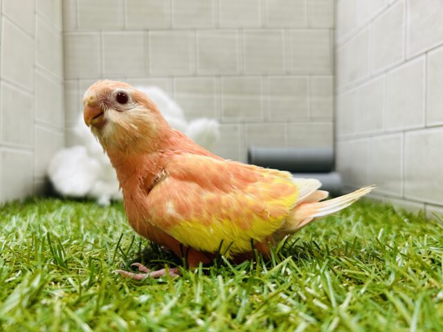 アキクサインコ（秋草インコ）