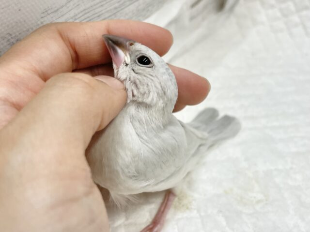 シルバー文鳥
