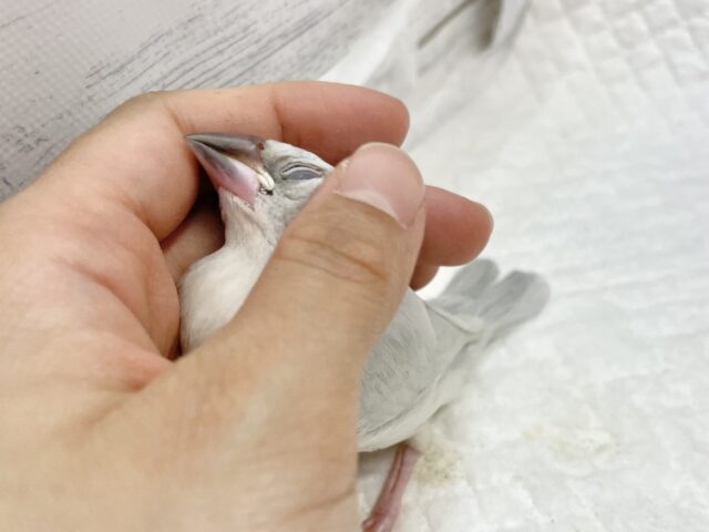 シルバー文鳥
