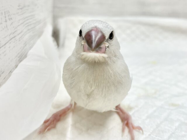 シルバー文鳥
