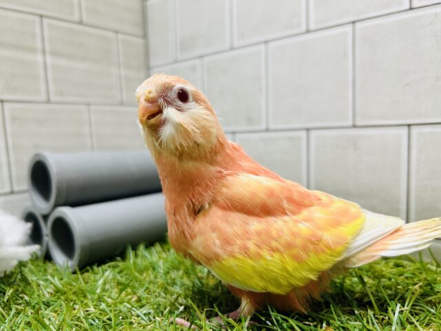 アキクサインコ（秋草インコ）