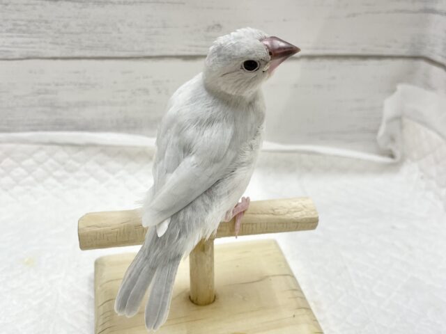シルバー文鳥