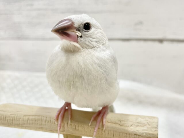 シルバー文鳥