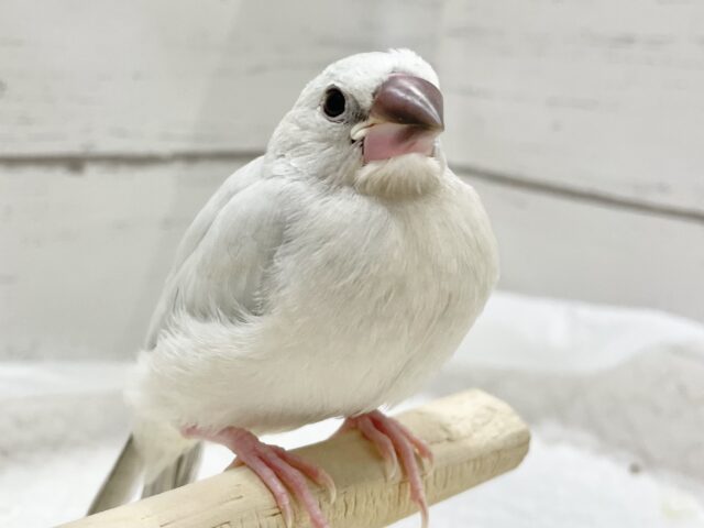 シルバー文鳥
