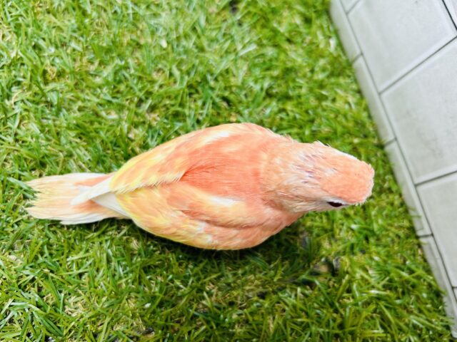 アキクサインコ（秋草インコ）