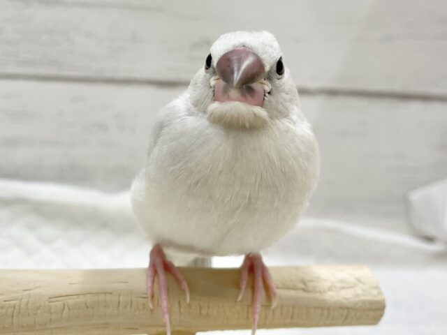 シルバー文鳥