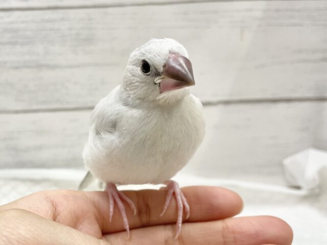 シルバー文鳥