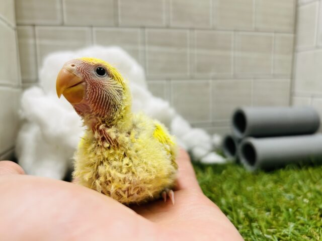 コザクラインコ（小桜インコ）