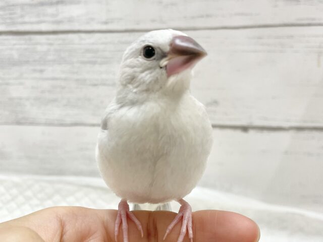 シルバー文鳥