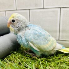 まるで有名なアーティストが手がけた名作⁉⁉　セキセイインコ（レインボー系）①