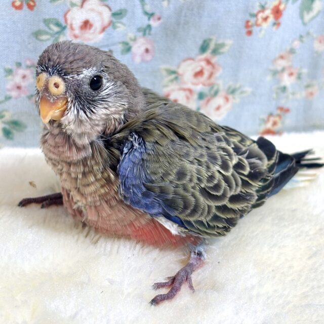 アキクサインコ（秋草インコ）