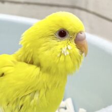 元気な黄色⭐️セキセイインコ（ルチノー）