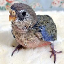 アキクサインコ  ノーマル  🍂🌸