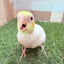 ごはんちょ〜だいアピールがすごいおねだり上手さん💕オカメインコのルチノー❣️