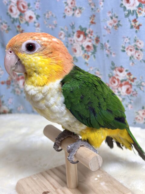 シロハラインコ