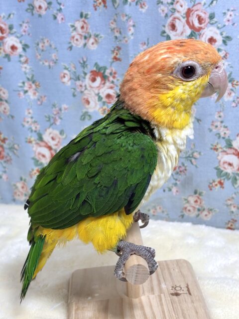 シロハラインコ