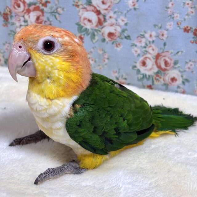 シロハラインコ